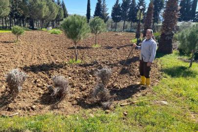 Edremit Meslek Yüksekokulu’nda lavanta bahçesi için dikim çalışmaları başladı