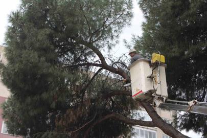 Efeler’de yağışlara dayanamayan 2 ağaç yan yattı