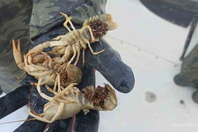 Eğirdir Gölü’nde kaçak pinterlere el konuldu, kerevitler göle bırakıldı