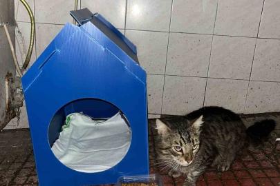 El emeğiyle yaptı, sokak kedilerine yuva oldu