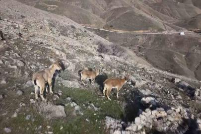 Elazığ’da dağ keçileri dron ile görüntülendi