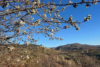 Emet’te badem ağaçları çiçek açtı