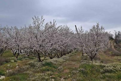 Erken çiçek açan ağaçlar don tehlikesiyle karşı karşıya