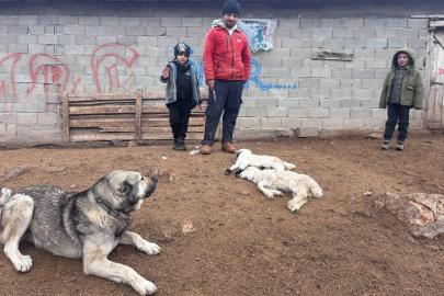 Erzincan’da kuzu telefleriyle ilgili numuneler laboratuvara gönderildi