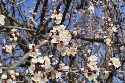 Eskişehir’de baharı müjdeleyen manzara