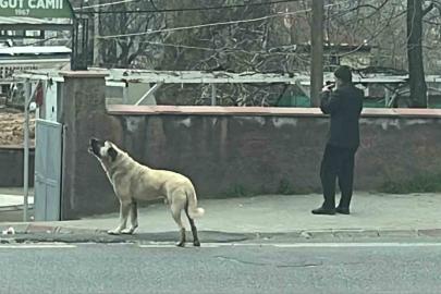 Ezanla birlikte uluyan köpek dikkat çekti