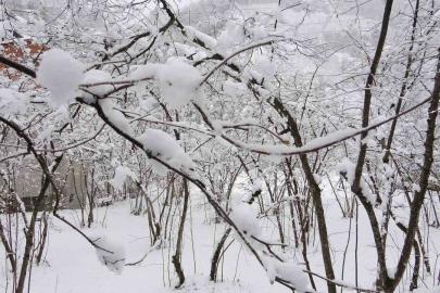 Fındıkta don endişesine bilimsel açıklama: "Şu an risk yok, fayda var"