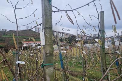 Fındıkta kozalak akarı verim kaybına yol açıyor