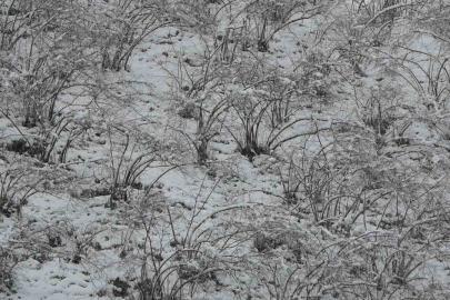 Fındıkta zirai don tehlikesi devam ediyor
