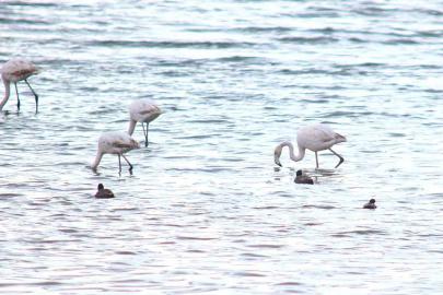 Flamingolar Van Gölü Havzası’na geri döndü