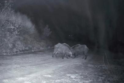 Ganos Dağları’nda domuz sürüsünün kavgası kameraya yansıdı