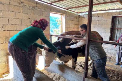 Gazipaşa’da hayvan sağlığı için sahada yoğun mesai