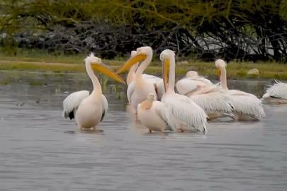 Göç eden pelikanlar Bursa’da mola verdi