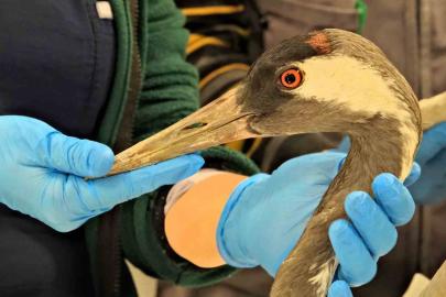 Göç yolunda yaralanan bayağı turnanın tedavisi Ormanya’da sürüyor
