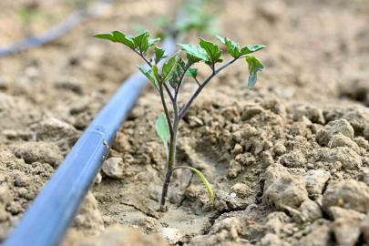 Gördes’te 73 bin domates fidesi toprakla buluşuyor