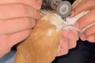 Güvercinin ayağına dolanan demir bilezik itfaiye ekibince çıkartıldı