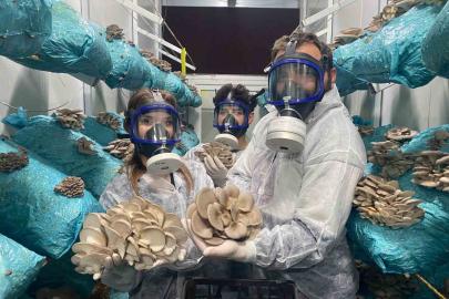 Hobi olarak başladığı mantar yetiştiriciliğinde günde 1 tona yakın hasat elde ediyor