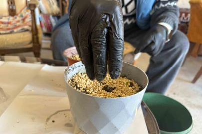 Iğdır’da Nevruz’un simgesi semeniler hazırlanmaya başlandı