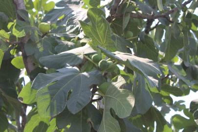 İncir üretiminde yenilenebilir enerjinin etkisi araştırılacak