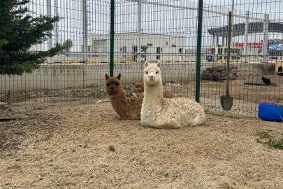İpsala Sınır Kapısı’nda minibüste cins hayvanlar ele geçirildi