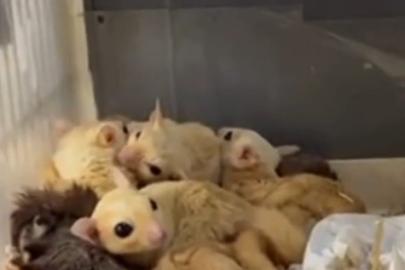 Isparta’da 33 şeker planörü ve 2 Arap tavşanı ele geçirildi