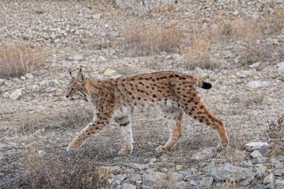 IUCN kırmızı listesinde yer alıyor: ’Ormanın hayaleti’ en net haliyle görüntülendi