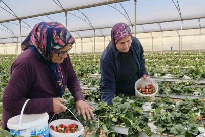 Kadınlar Gününü tarlada çalışarak kutladılar