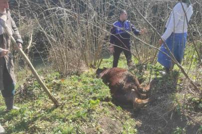 Kanala düşen ineği zabıta kurtardı