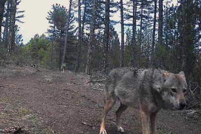 Karabük’te yerleşim yerlerine inen yaban hayvanları kamerada