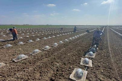 Karacabey Ovası’nda turfanda karpuz ekimi başladı
