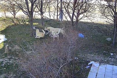 Karaman’da başıboş köpeklerin kediyi öldürdüğü anlar kameraya yansıdı