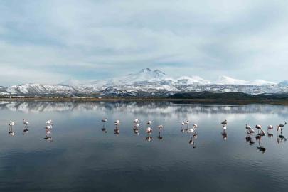 Kayseri’nin ilk flamingo kafilesi geldi