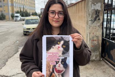 Kedilerini bulana çeyrek altın verecekler