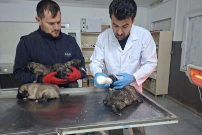 Kilis’te 6 köpek yavrusu yangından kurtarıldı