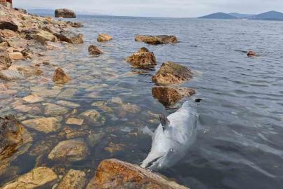 Kınalıada Sahili’nde üzücü görüntü: Ölü yunus kıyıya vurdu