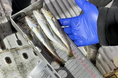 Kırklareli’nde su ürünleri nakil araçlarına sıkı denetim