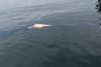 Kocaeli’de kıyıya sürüklenen ölü yunus görüntülendi