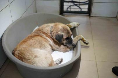 Köpeği ezen sürücü serbest bırakıldı