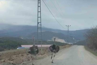 Köy yolunda koşan deve kuşları kameraya yansıdı
