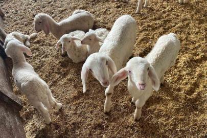 Kurbanlıklar görücüye çıkmaya başladı