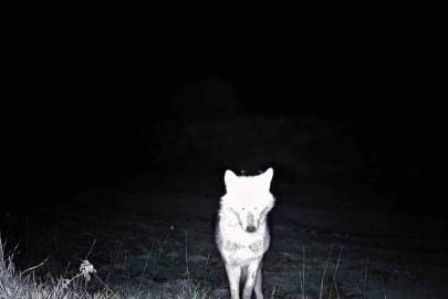 Kurt, çakal, karaca ne ararsan var, yaban kedisi bile var