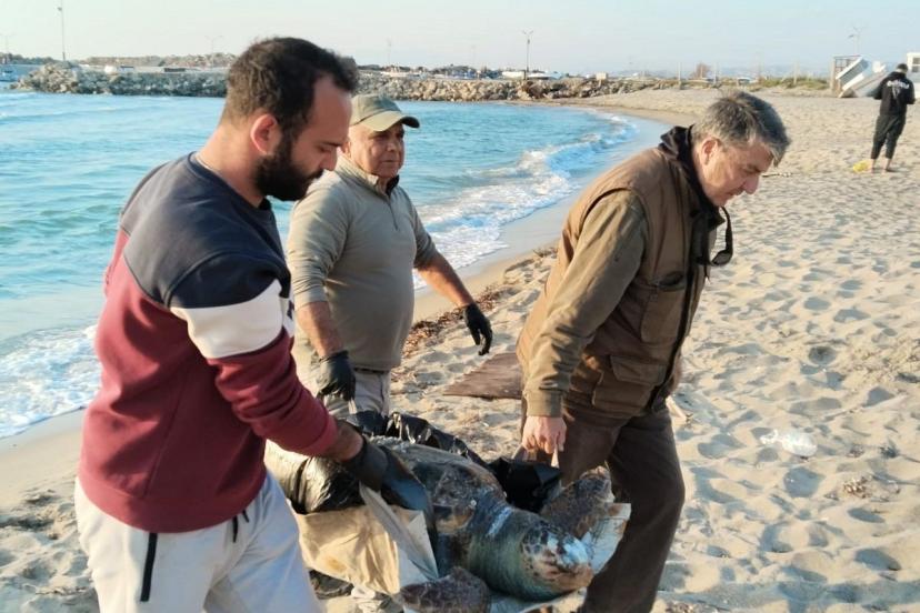 Kuşadası’nda 2 yeşil deniz kaplumbağası ve 1 caretta caretta ölü bulundu