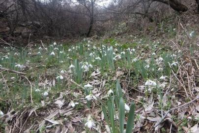 Kütahya Murat Dağı’nda kardelen koparmanın cezası 699 bin 245 TL