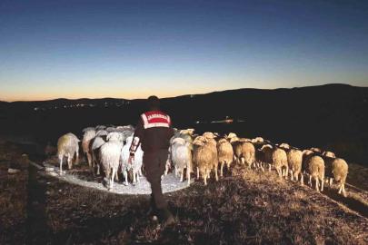 Kütahya’da kaybolan hayvanları jandarma dronla buldu