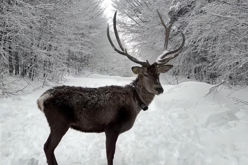 Kuzuyayla’da tatilcilere kar ve kızıl geyik sürprizi