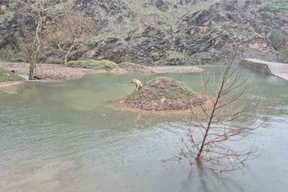 Mahsur kalan köpeği itfaiye ekipleri kurtardı