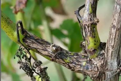 Manisa’da bağcılara ‘Ölükol’ uyarısı