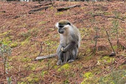 Mantar aramak için çıktığı doğada maymun buldu