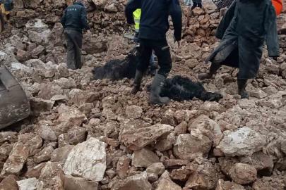 Mardin’de ahırın çökmesi sonucu 30 küçükbaş telef oldu