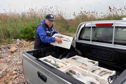 Milas’ta kaçak avcılığa geçit yok: 80 kilo kefal balığına el konuldu